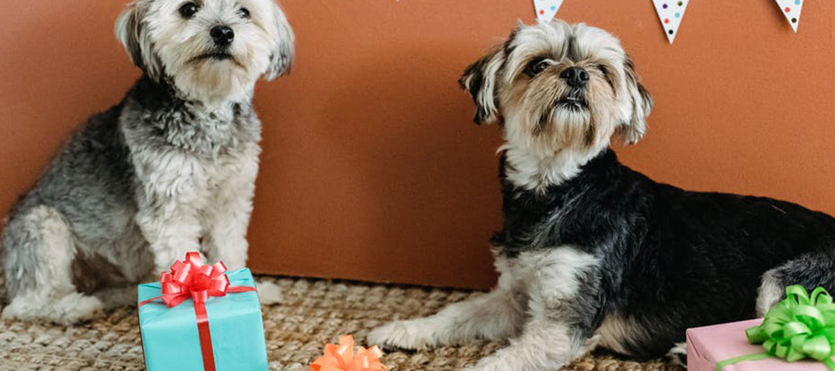 Gift Ideas for the Pet Owners in Your Life: Learn More